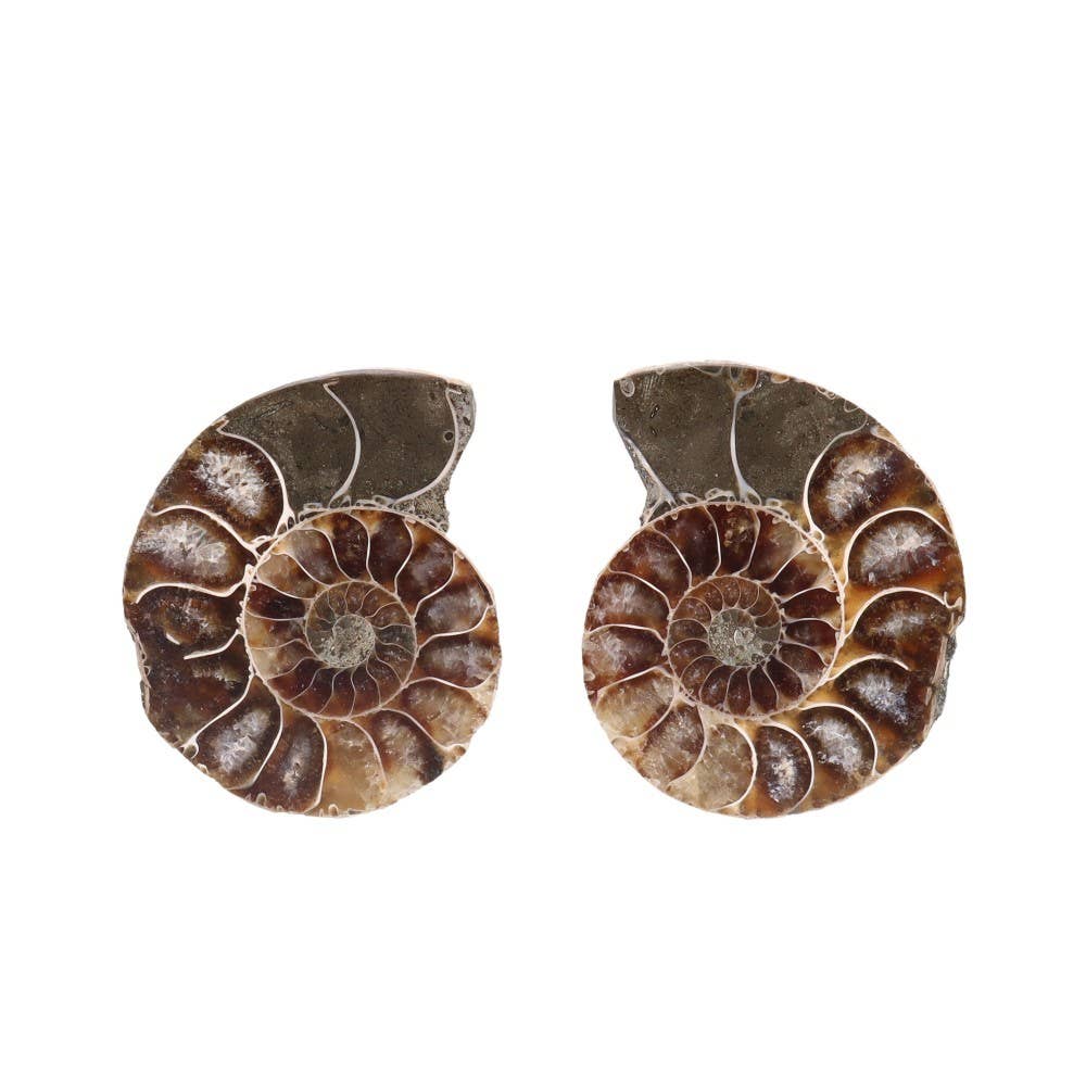 Paire d'ammonites 3-4 cm