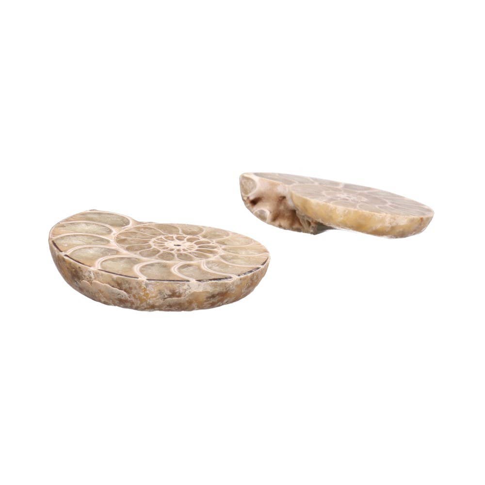 Paire d'ammonites 3-4 cm