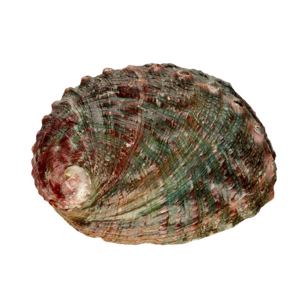 Coquille d'Ormeau Naturelle