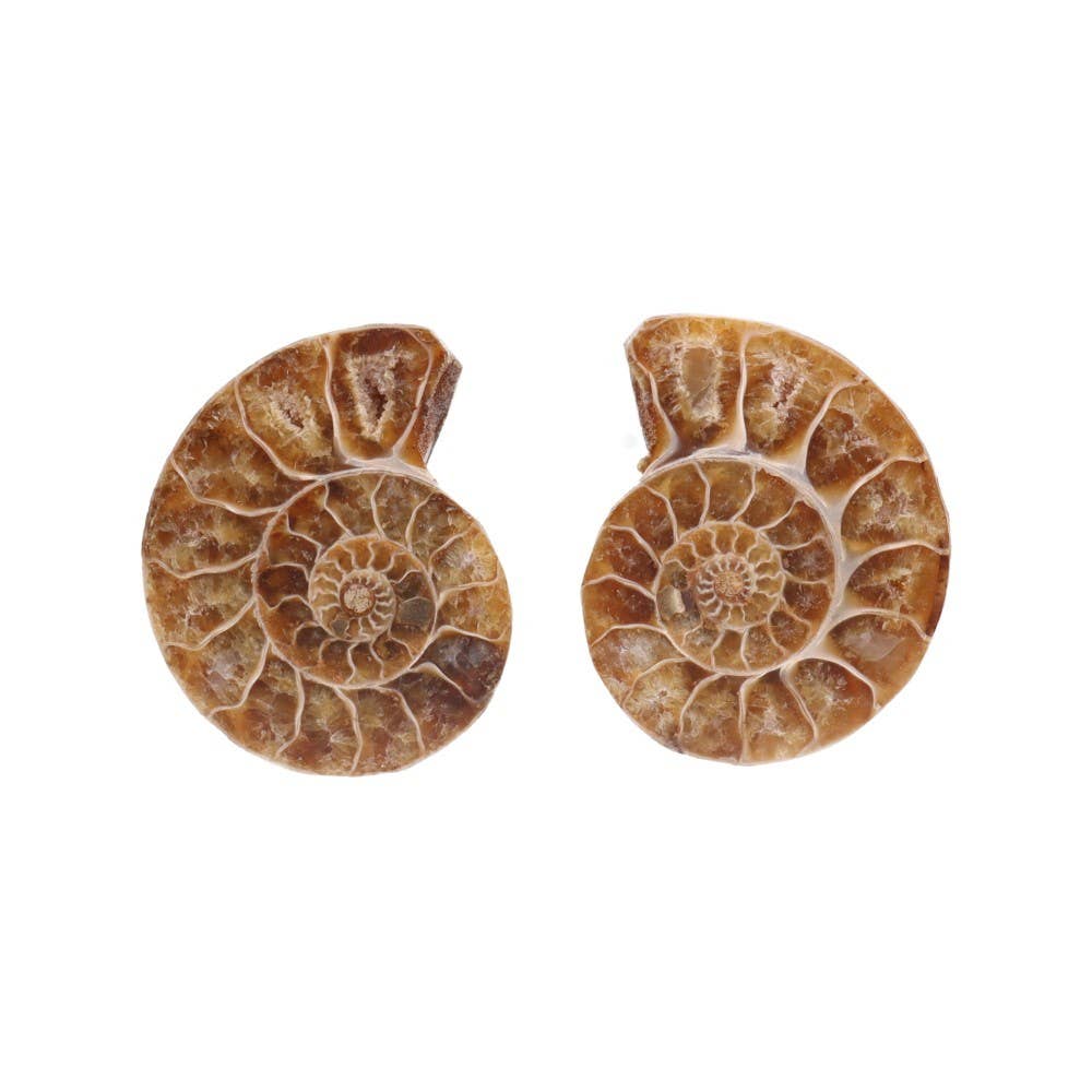 Paire d'ammonites 3-4 cm