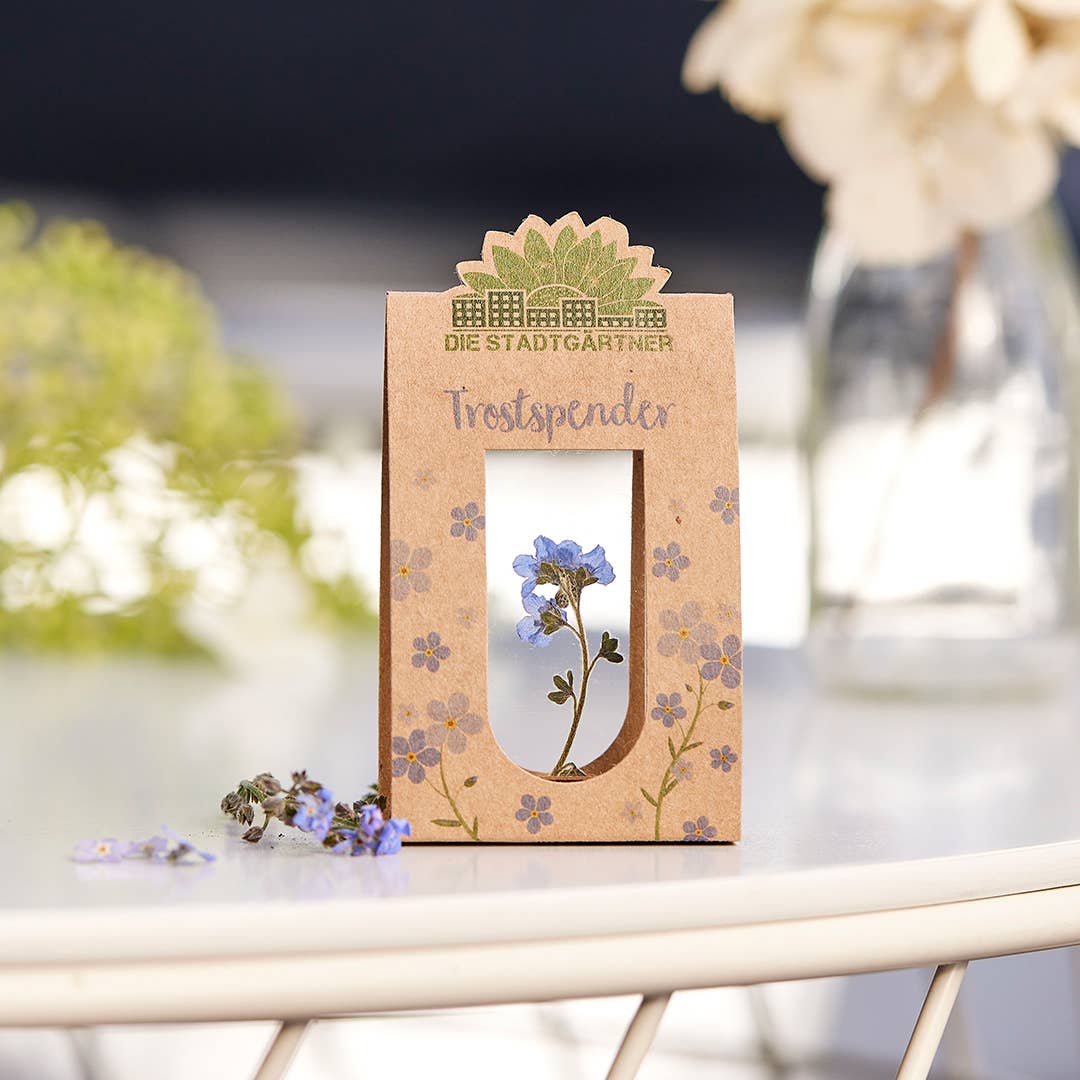 Voeux Fleurs Myosotis bleu (entre deux vitres)