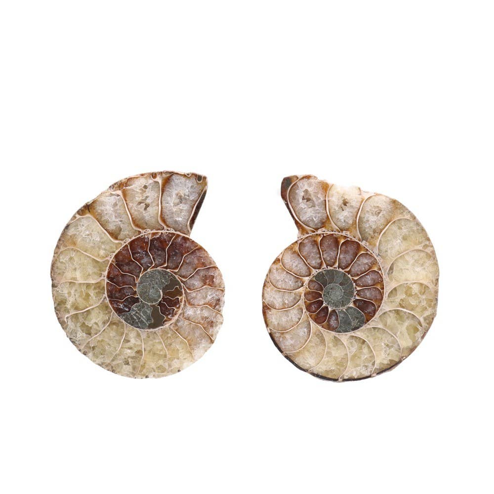 Paire d'ammonites 3-4 cm