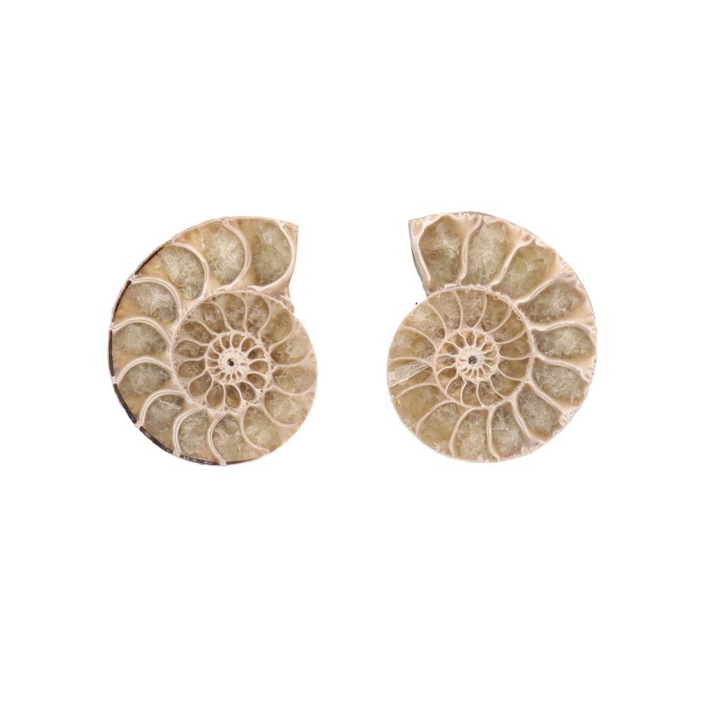 Paire d'ammonites 3-4 cm