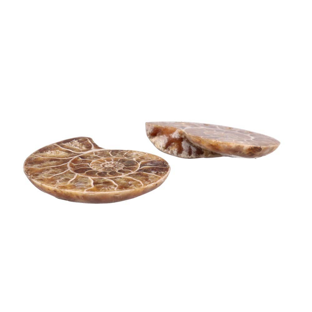 Paire d'ammonites 3-4 cm
