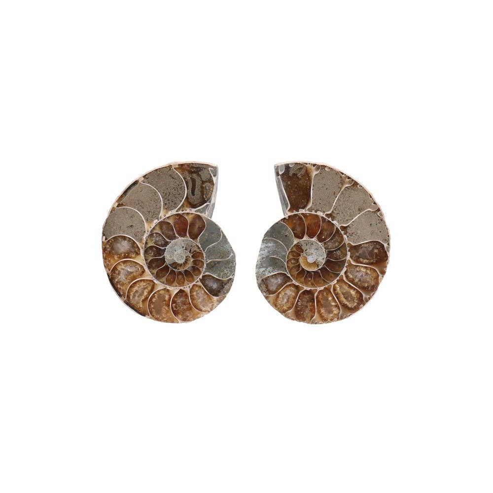 Paire d'ammonites 3-4 cm