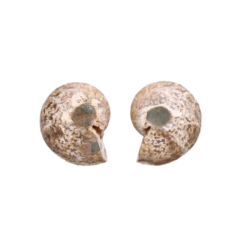 Paire d'ammonites 3-4 cm