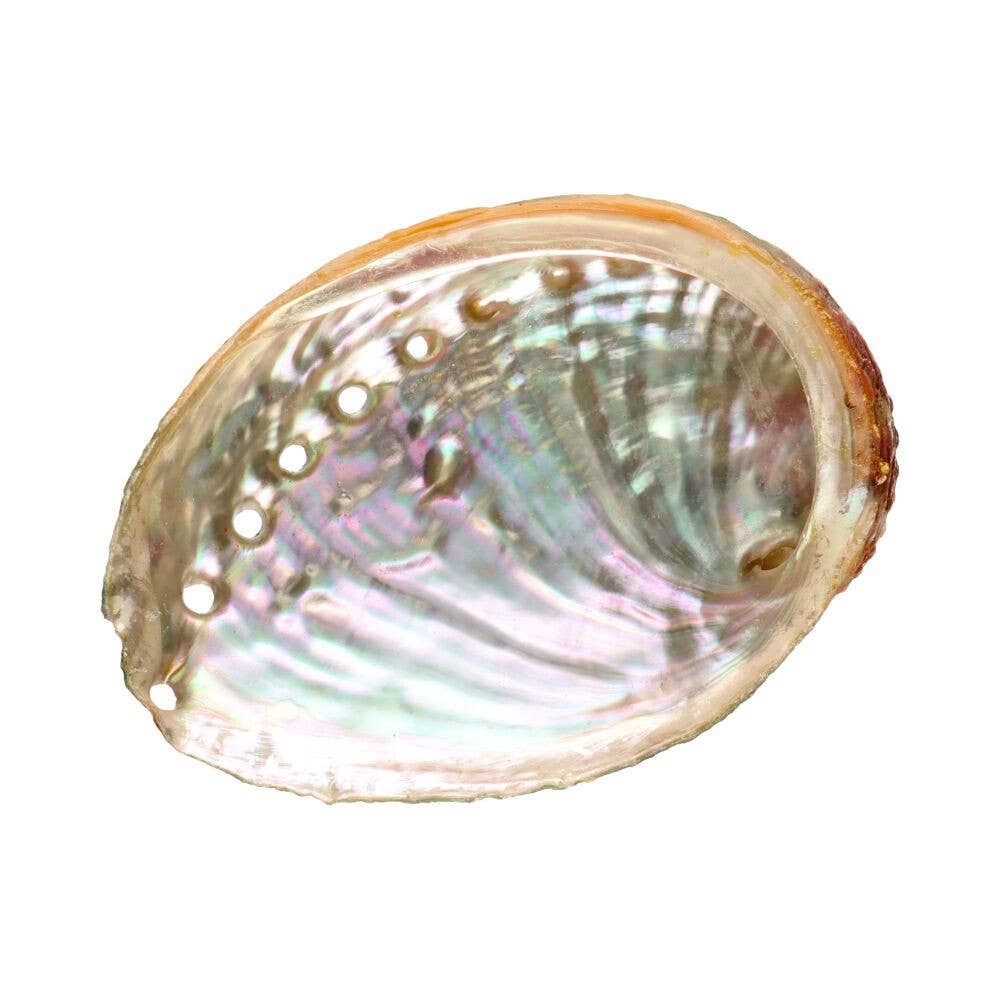 Coquille d'Ormeau Naturelle