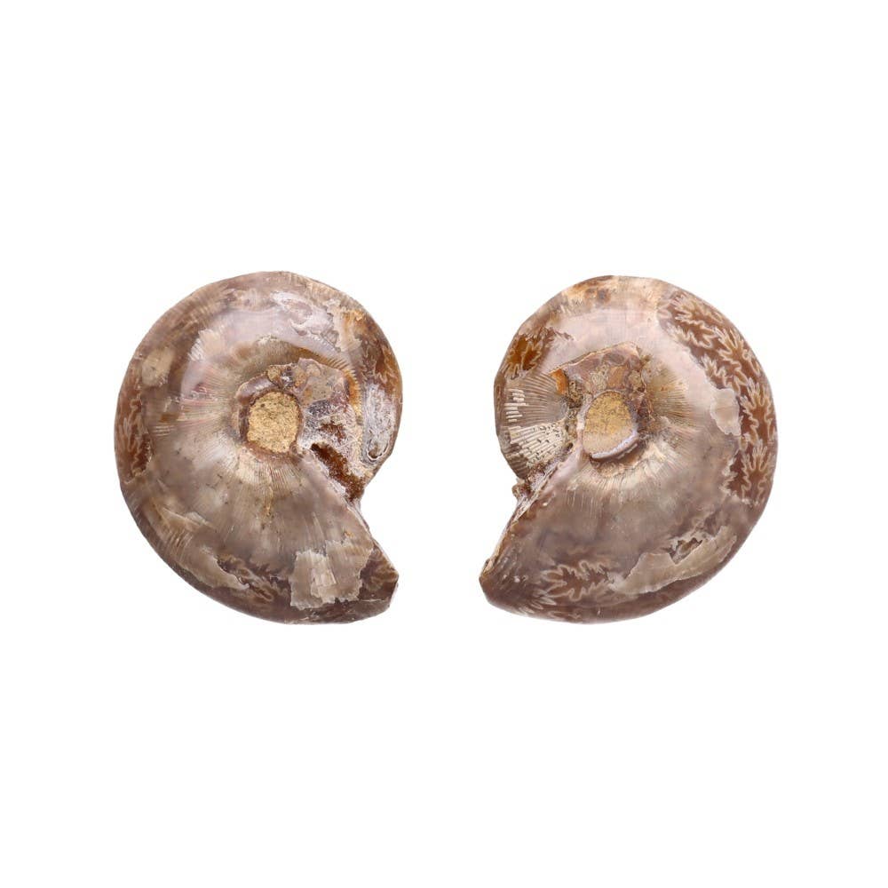 Paire d'ammonites 3-4 cm