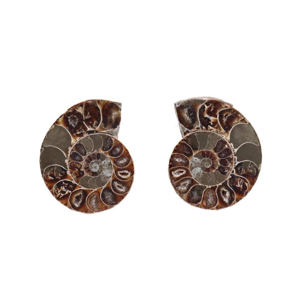 Paire d'ammonites 3-4 cm